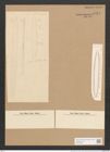 Surirella caldensis Grun. (de-Toni-Nr.: Genus 53, Species 2303) Zeichnungen Sammlung Grunow Nr. 4754 (NHMW-BOT-W0372869)